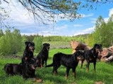 10 chiots Beaucerons LOF à réserver