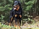 10 chiots Beaucerons LOF à réserver