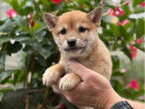 3 chiots Shiba Inus LOF à réserver, 2 mâles et 1 femelle roux d’août 2025
