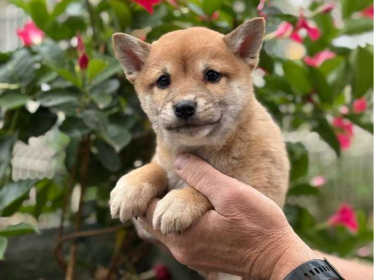 3 chiots Shiba Inus LOF à réserver, 2 mâles et 1 femelle roux d’août 2025