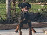 2 chiots femelles Rottweilers LOF à vendre, noir et feu de mai 2025