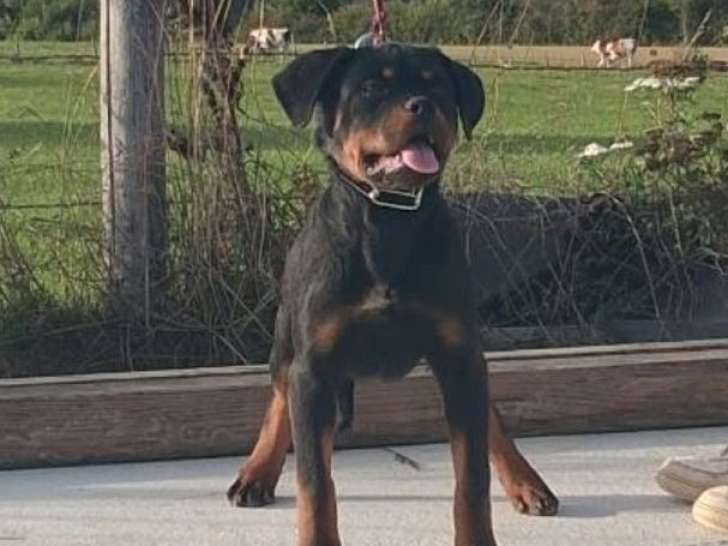2 chiots femelles Rottweilers LOF à vendre, noir et feu de mai 2025