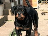 2 chiots femelles Rottweilers LOF à vendre, noir et feu de mai 2025