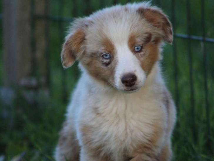 1 chiot femelle Berger Américain Miniature LOF à vendre