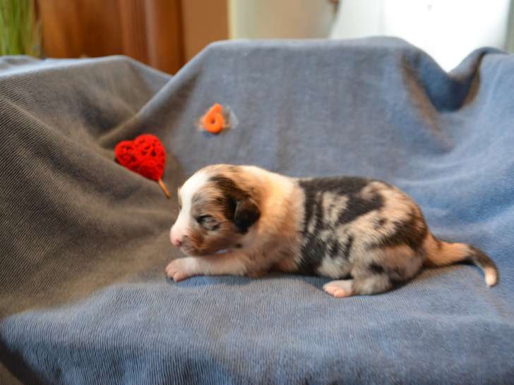 Portée de Bergers Australiens avec pedigree à vendre