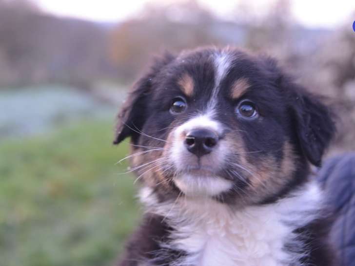 Portée de Bergers Australiens avec pedigree à vendre