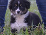 Port&eacute;e de Bergers Australiens avec pedigree &agrave; vendre