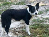 1 chienne Border Collie LOF à vendre, femelle noire et blanche de 2022