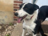 1 chien Border Collie LOF à vendre, mâle noir et blanc de 2022