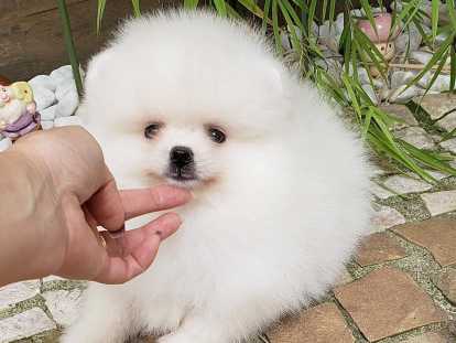 Chiots de race Spitz Allemand à vendre (1 femelle & 2 mâles)