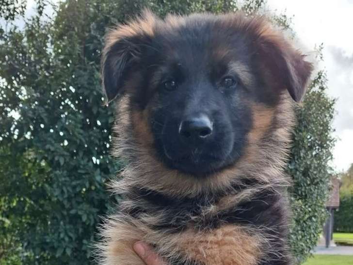 2 chiots Bergers Allemands Poil Long LOF à vendre, 1 mâle et 1 femelle noir et feu d’août 2025