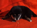 5 chiots mâles Shiba Inus LOF à réserver