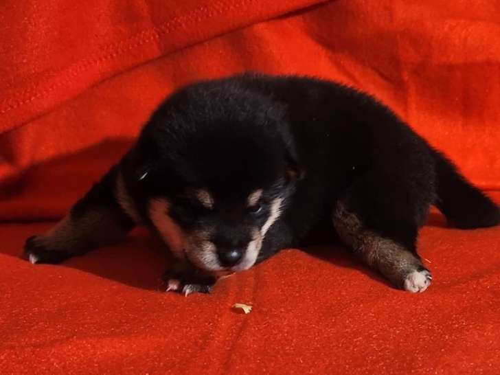 5 chiots mâles Shiba Inus LOF à réserver