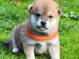 5 chiots mâles Shiba Inus LOF à réserver