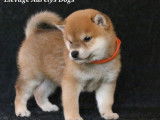 5 chiots mâles Shiba Inus LOF à réserver