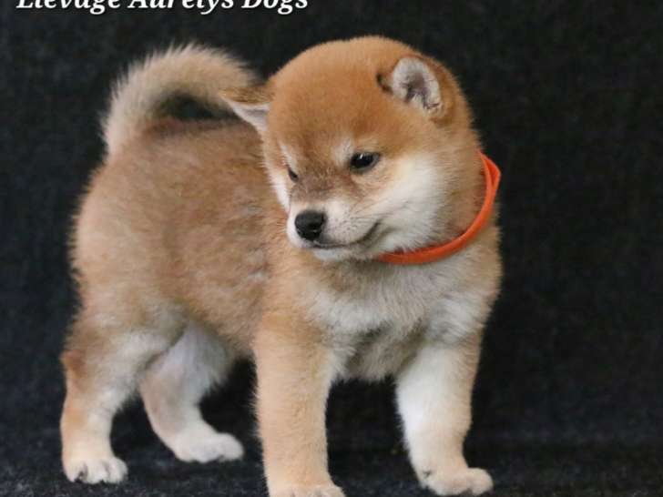 Dispo de suite chiots mâles Shiba Inus LOF
