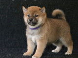 Dispo de suite chiots mâles Shiba Inus LOF
