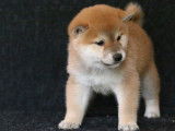 Dispo de suite chiots mâles Shiba Inus LOF