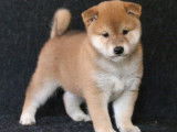 Dispo de suite chiots mâles Shiba Inus LOF