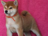 Dispo de suite chiots mâles Shiba Inu LOF