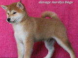 Dispo de suite chiots mâles Shiba Inu LOF