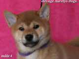 Dispo de suite chiots mâles Shiba Inu LOF