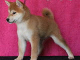 Dispo de suite chiots mâles Shiba Inu LOF