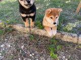 2 chiots femelles Shiba Inus LOF à réserver,nés en août 2025