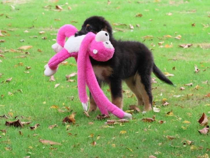 1 chiot Berger Australien LOF à vendre, femelle noire tricolore de juin 2025