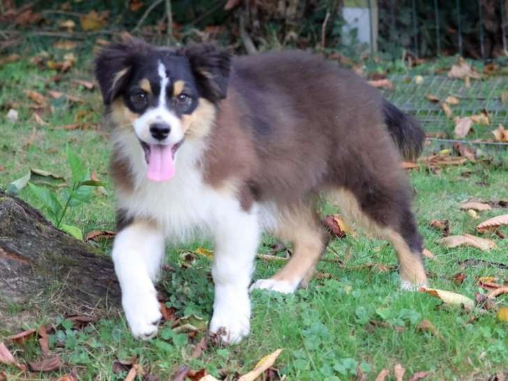 1 chiot Berger Australien LOF mâle à vendre, noir tricolore de mai 2025