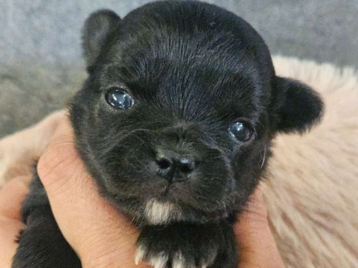 Chiots de race Chihuahua à vendre (1 femelle & 2 mâles)