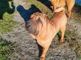 1 chiot Shar-Pei LOF mâle à vendre, fauve de janvier 2025