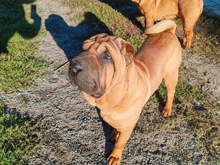 1 chiot Shar-Pei LOF mâle à vendre, fauve de janvier 2025
