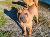 1 chiot Shar-Pei LOF mâle à vendre, fauve de janvier 2025