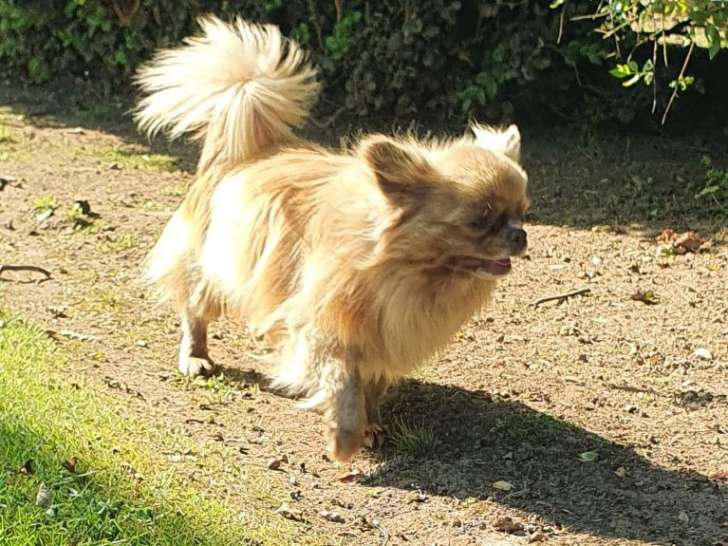Chien adulte de race Chihuahua Mâle à vendre