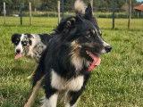 1 chien Border Collie LOF mâle à vendre