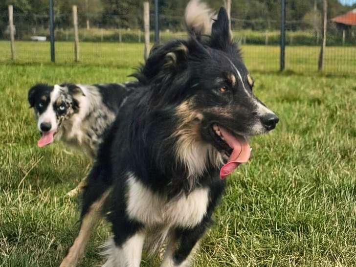 1 chien Border Collie LOF mâle à vendre