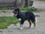 1 chien Border Collie LOF mâle à vendre