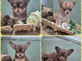 4 chiots Chihuahuas LOF à réserver, 3 mâles et 1 femelle lavande et chocolat, août 2025