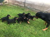 7 chiots Beaucerons non-LOF à réserver