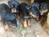 7 chiots Beaucerons non-LOF à réserver
