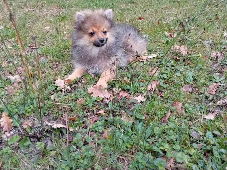 1 chiot Spitz de mai 2025, non-LOF mâle orange à vendre