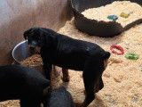 10 chiots Rottweilers non-LOF à vendre, 3 mâles et 7 femelles noir et feu de juillet 2025
