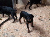 10 chiots Rottweilers non-LOF à vendre, 3 mâles et 7 femelles noir et feu de juillet 2025