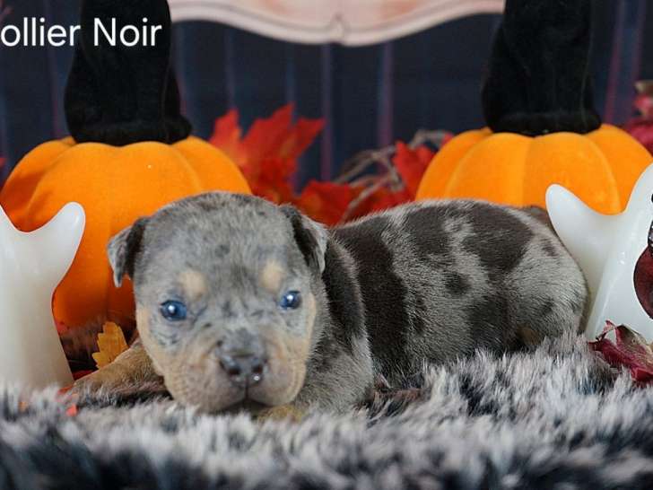 3 chiots American Bully Pocket LOF à réserver