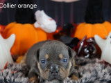 3 chiots American Bully Pocket LOF à réserver
