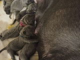 8 chiots Cane Corso LOF à réserver, 3 mâles et 5 femelles d'octobre 2025