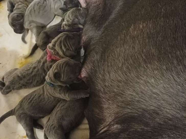 8 chiots Cane Corso LOF à réserver, 3 mâles et 5 femelles d'octobre 2025