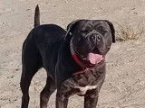 8 chiots Cane Corso LOF à réserver, 3 mâles et 5 femelles d'octobre 2025