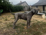 8 chiots Cane Corso LOF à réserver, 3 mâles et 5 femelles d'octobre 2025